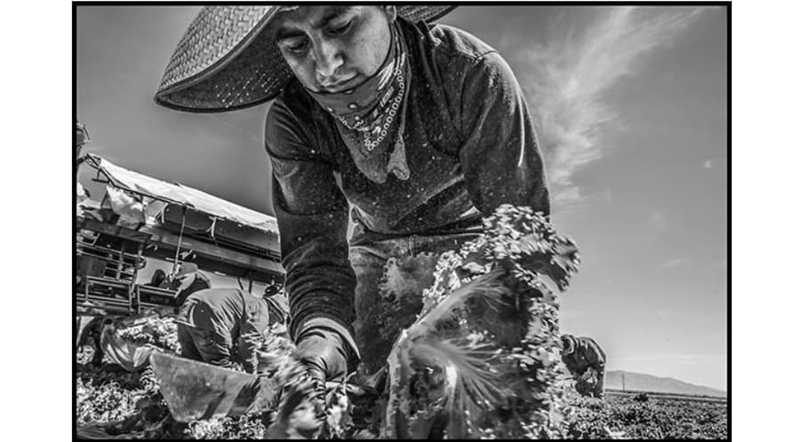 Black and white image of a farm worker who is bending down picking lettuce, wearing a large hat with a bandana resting under his lips.